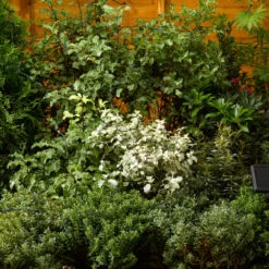 Smart Solar LED 10m String Light 100 Lights Warm White -Home Lighting Store 6836 1060021RP 1060032RP 1060022RP Warm White day insitu 22015.1653987202